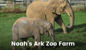 Two elephants walking side bar side, one looks to be the mother and the other the babay